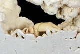 Fossil Crab (Potamon) Preserved in Travertine - Turkey #121390-4